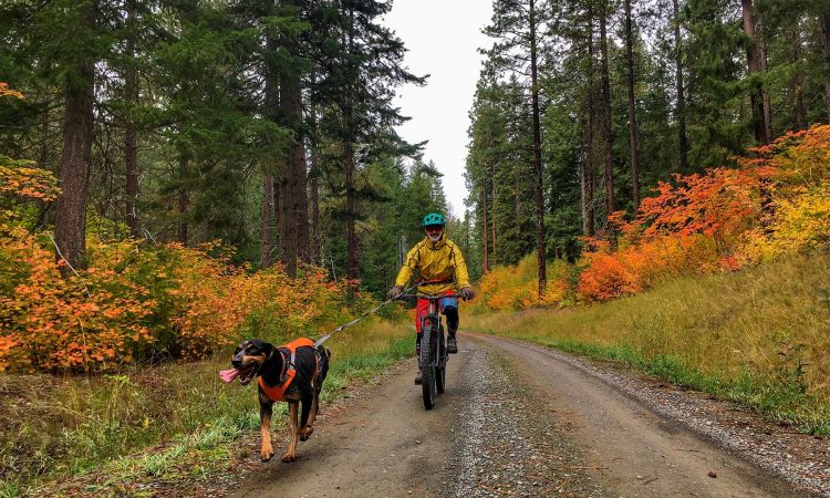 4 consejos para andar en bicicleta de montaña con tu perro