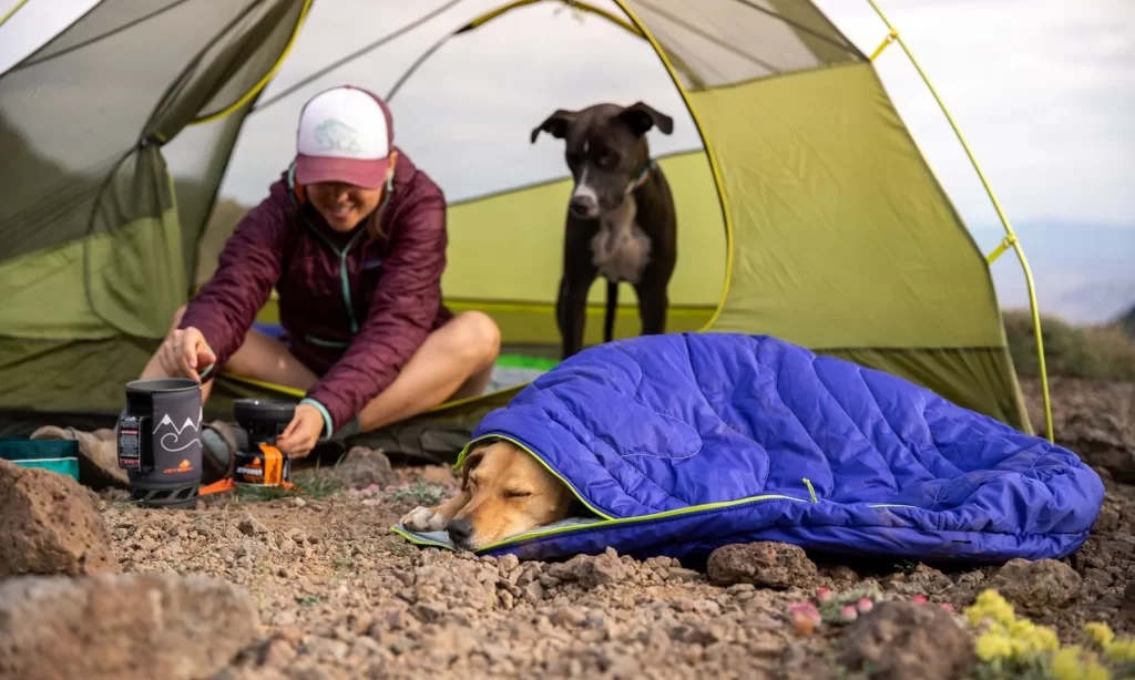 Cómo acampar con tu perro