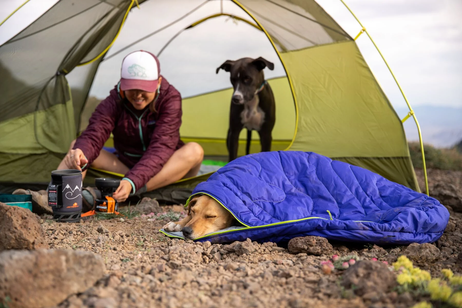 Cómo acampar con tu perro